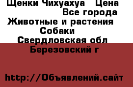 Щенки Чихуахуа › Цена ­ 12000-15000 - Все города Животные и растения » Собаки   . Свердловская обл.,Березовский г.